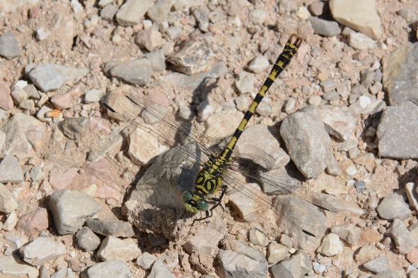 Gomphus vulgatissimus ?  No, Onychogomphus forcipatus